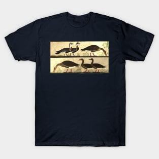 Egyptian geese T-Shirt